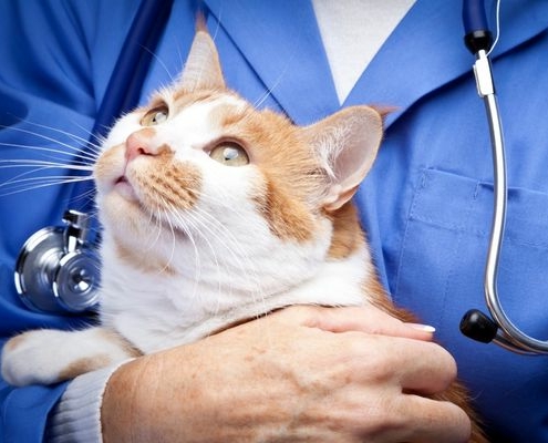 pet