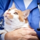 pet