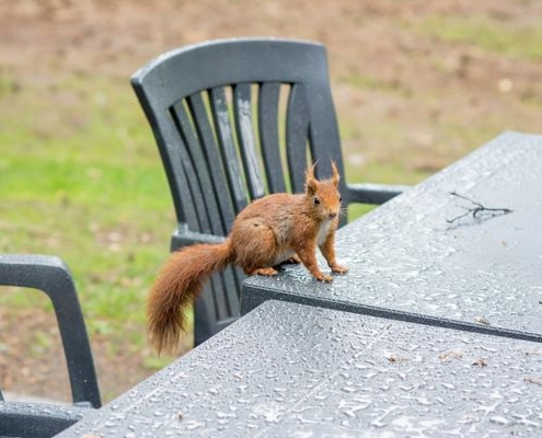 squirrel in backyard