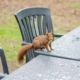 squirrel in backyard
