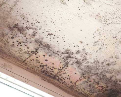 mold inspection