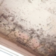 mold inspection